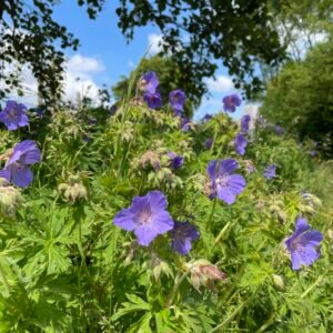 Landschapsborderbox Noord-Nederlands veenontginningslandschap