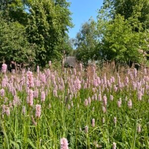 Landschapsborderbox West-Nederlands veenontginningslandschap