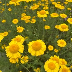 Landschapsborderbox Noord- en West-Nederlands zeekleilandschap