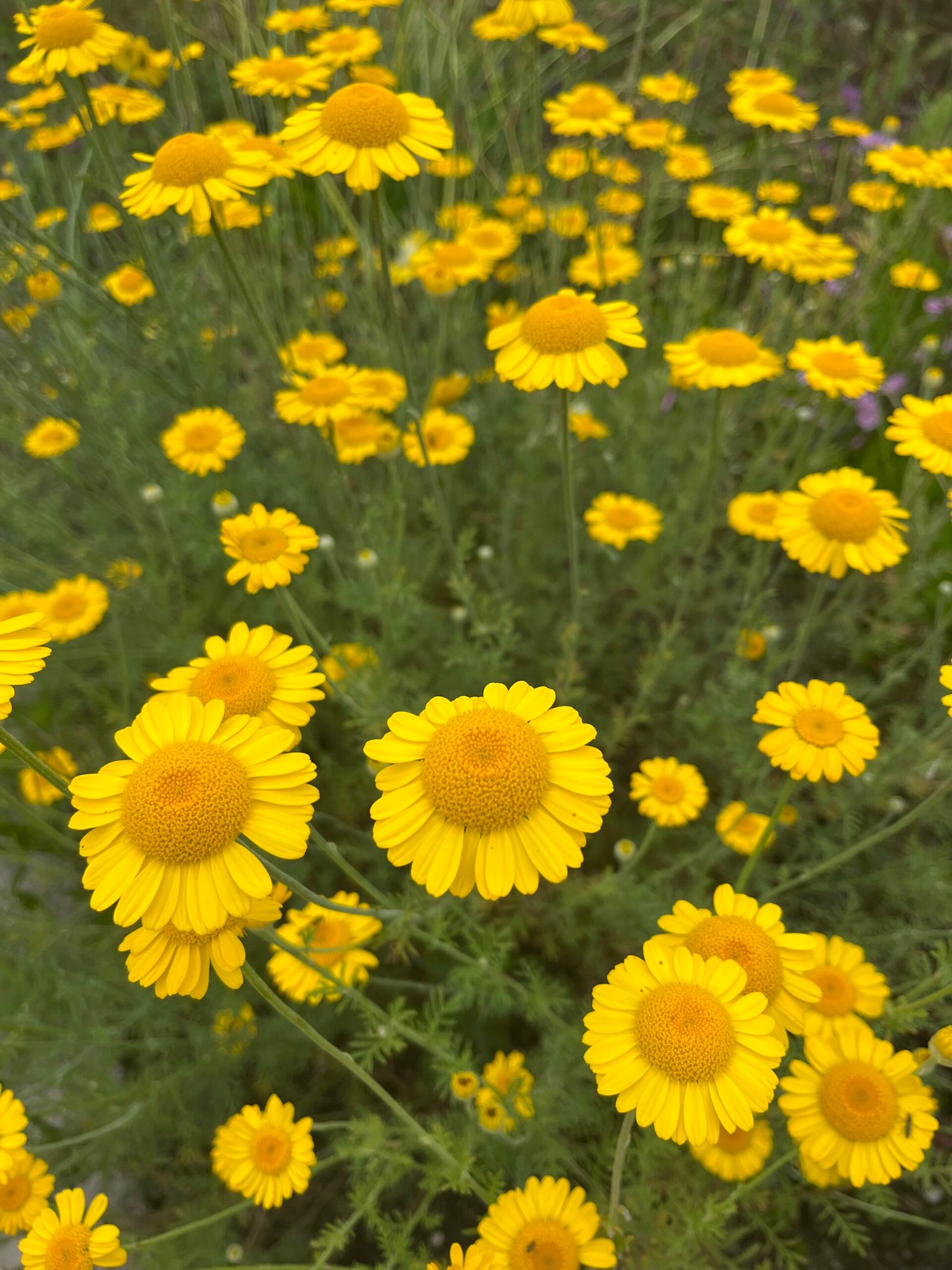 Landschapsborderbox Noord- en West-Nederlands zeekleilandschap