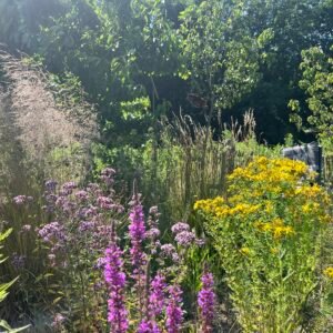 Landschapsborderbox Verveningslandschap