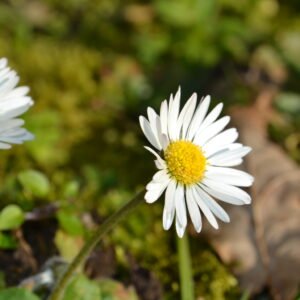 Landschapsborderbox West-Nederlands benedenrivieren- en waardenlandschap