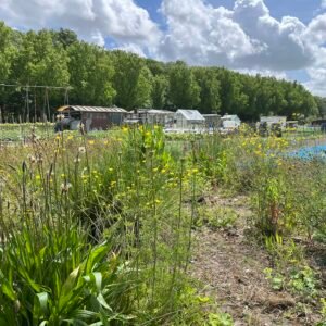 Landschapsborderbox West-Nederlands strandwallen- en duinenlandschap