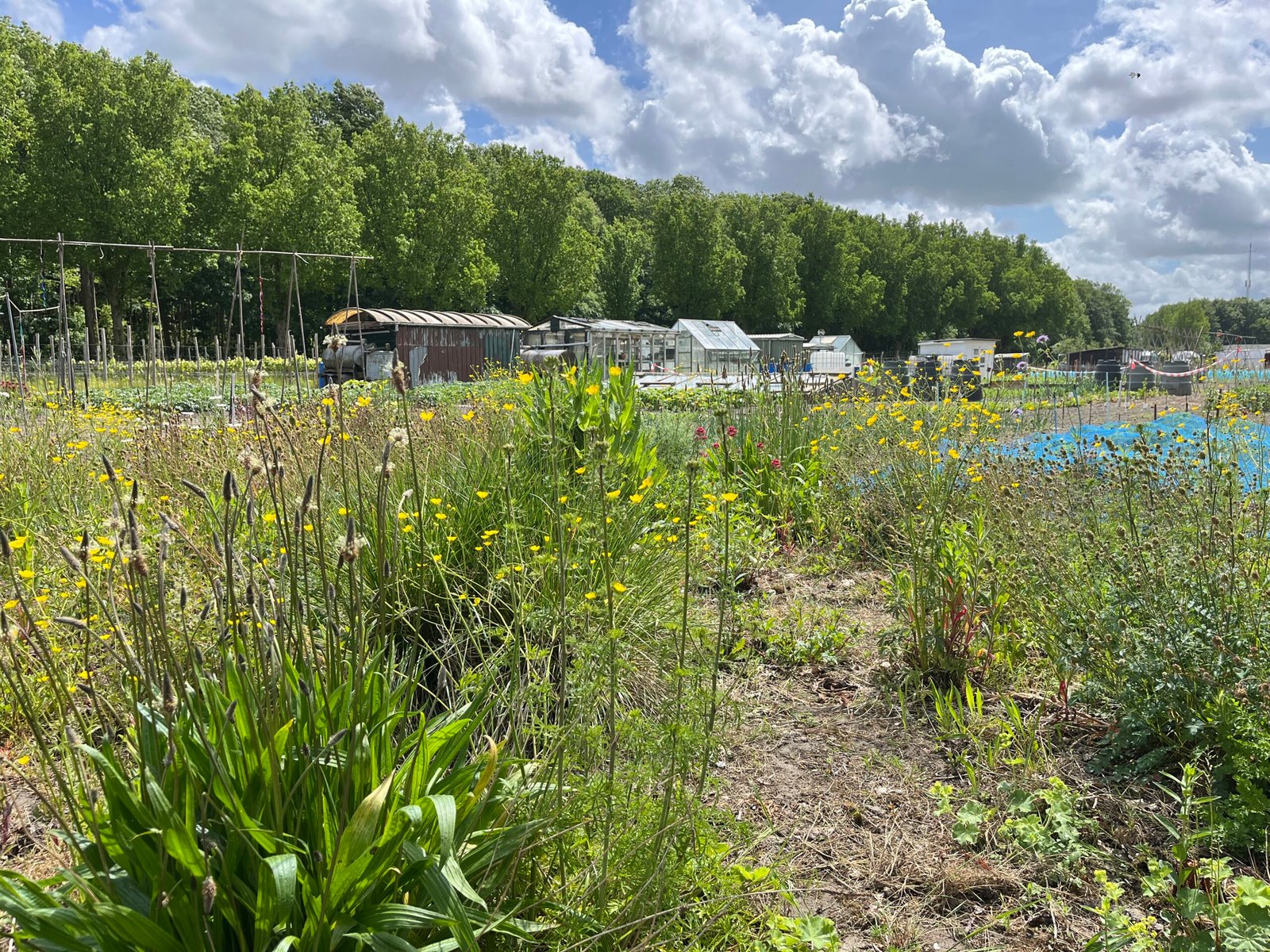 Landschapsborderbox West-Nederlands strandwallen- en duinenlandschap
